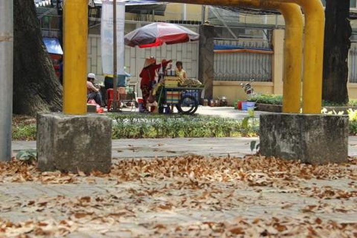 Có khi trái chò nâu rơi đậu trên vạt áo của anh công nhân, giỏ xe của bà già đi chợ, tủ đồ của chị hàng rong, hay thềm nhà, vỉa hè, bến xe bus… Chò nâu tự cho mình những vũ khúc riêng.