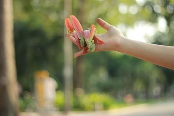 Quả chín và rụng xuống tạo nên một mùa lãng mạn ở Sài Gòn.