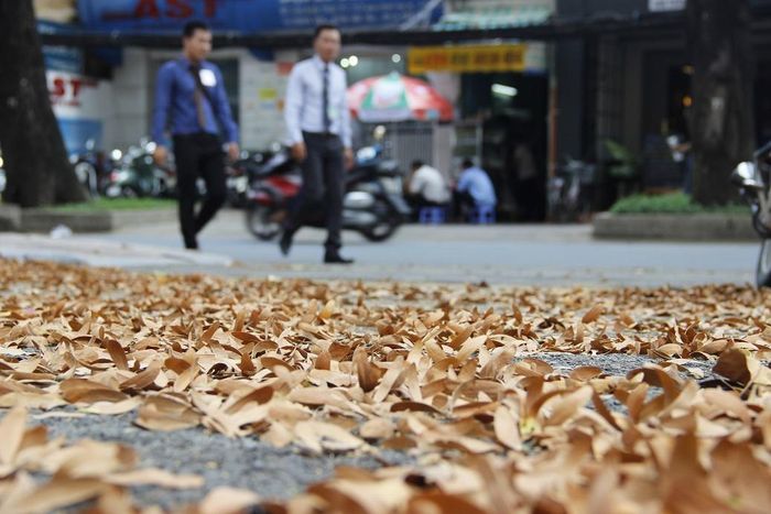 Những cánh chò nâu rơi tạo thành một tấm thảm nâu trên đường phố Sài Gòn. Cây chò nâu là cây được biết đến rộng rãi nhất trong chi Dầu (Dipterocarpus) và cũng là loài cây được trồng nhiều ở đô thị bởi tán cây luôn rộng tạo được bóng mát.