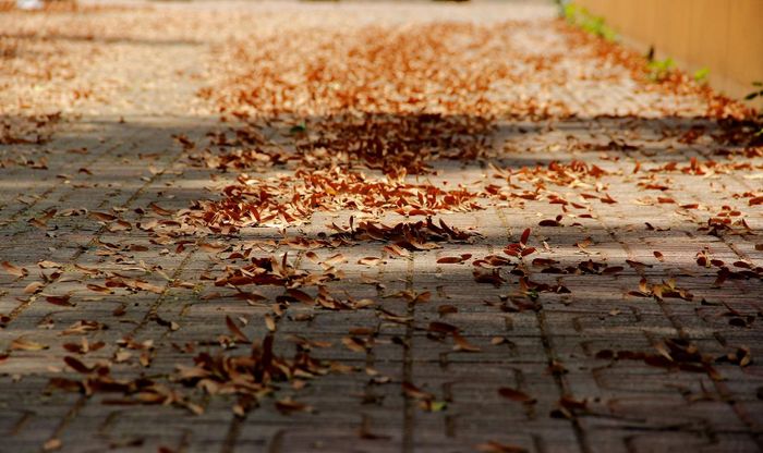Giữa tháng 4, dầu thành quả. Quả dầu đơm từng chùm, màu vàng chanh rồi chuyển dần xanh đậm đậu lắc lư. Dầu cứ thế, ngủ quên trên những tán lá, ướp mình trong thứ nắng ong ong của mùa hè thành phố đến khô quắt, đến nâu thẫm, và nhẹ bông. Mưa đầu mùa đến với Sài Gòn vào cuối tháng 4, kèm theo những đợt gió nhẹ xuyên qua đám lá xanh gọi dầu dậy. Đó là mùa dầu xoay vòng cũng đến.