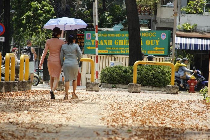 Khắp các ngã đường trung tâm như Trần Quốc Thảo, Mạc Đĩnh Chi, Lê Quý Đôn, hay khu vực Hồ Con Rùa luôn trải đầy những quả chò nâu vào những ngày trời trở gió.
