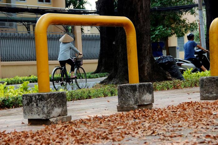 Mỗi năm một lần, những cánh chò nâu lại chuyển mình trong gió như nhắc khéo người Sài Gòn rằng: cả năm qua chúng tôi vẫn đứng đây, âm thầm che bóng mát cho thành phố.