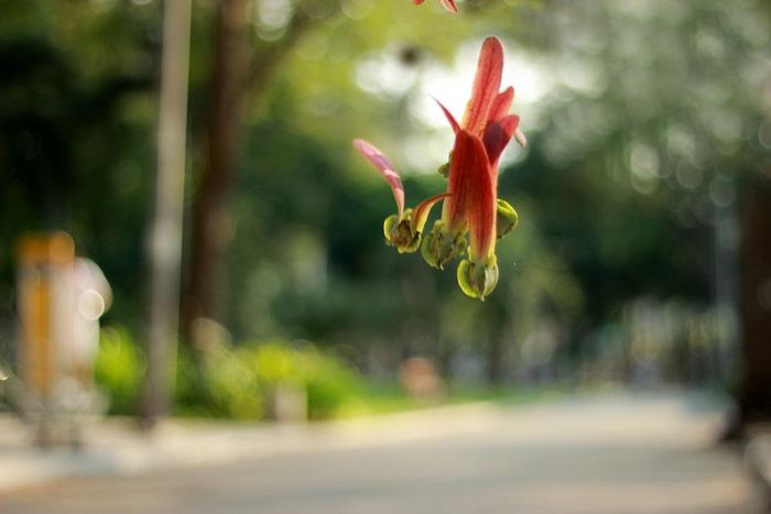 Giống như nói đến phở, hoa sữa người ta sẽ nghĩ ngay tới Hà Nội; thì nhắc đến hủ tiếu, những hàng dầu người ta sẽ nghĩ ngay tới Sài Gòn. Ngắm những quả dầu bay nhẹ nhàng trong gió lòng lại thấy nhẹ nhõm, thấy cuộc sống bình yên, thi vị, nhẹ nhàng hơn.