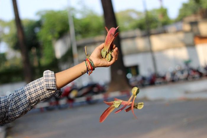 Khi Sài Gòn vào mùa trái dầu nay, người ta mới được dịp ngắm Sài Gòn điệu đà, chầm chậm và lãng mạn. Nhiều người nán lại xíu xiu để nhìn trái dầu xoay tít, đôi khi dừng lại để chụp tấm hình. Với nhiều người lớn tuổi ở Sài Gòn, "chong chóng hoa dầu" đã trở thành ký ức tuổi thơ. Năm tháng đi qua, những đứa trẻ năm xưa đã trở thành những cụ ông cụ bà, đầu hai màu tóc, bước qua những hàng dầu xưa cũ họ không khỏi có chút ngậm ngùi.