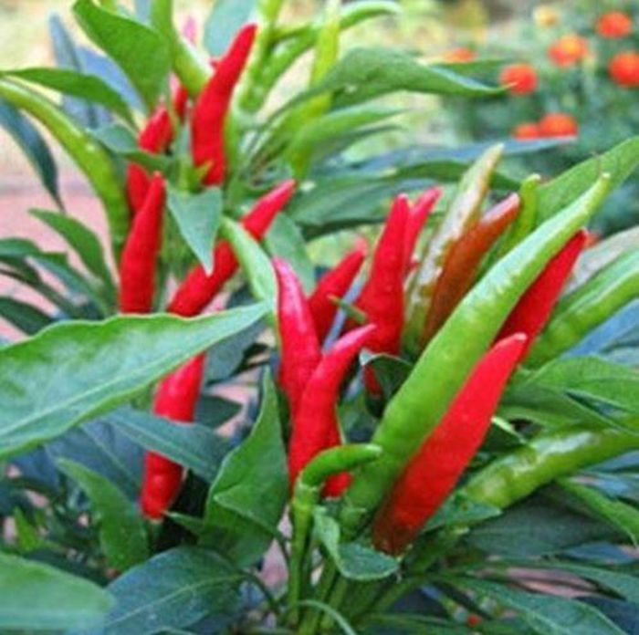 Ớt mắt chim là một trong số những loại ớt cay nhất trên thế giới với độ cay theo bảng Scole là 50.000-100.000 SHU (Scoville Heat Units - đơn vị đo độ cay của thực phẩm). Ảnh littleGARDENS.
