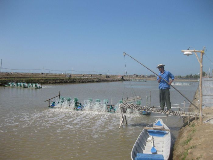 Cánh đồng tôm thẻ bạt ngàn ở huyện Cầu Ngang, tỉnh Trà Vinh. Do phát triển diện tích tôm thẻ "quá nóng" kéo theo nhiều rủi ro 