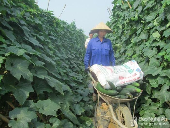 Niên vụ năm nay nông dân huyện Nghĩa Đàn đổ xô sang trồng bí xanh và bí đỏ với diện tích lên tới 170 ha. Ảnh: Minh Thái