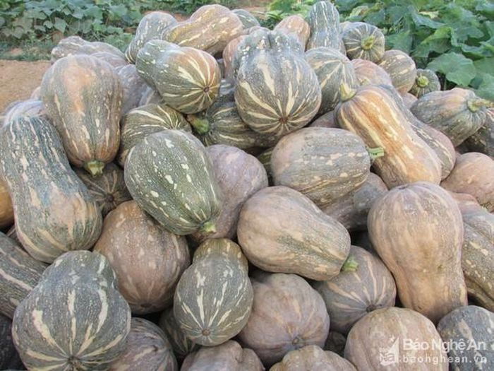 Bí đỏ thu hoạch xong chất đầy ruộng mà chẳng thể tiêu thụ. Ảnh: Minh Thái