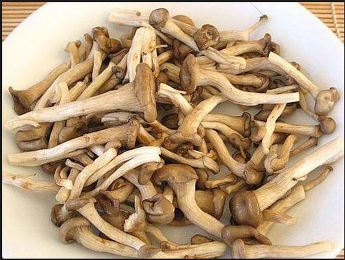 Trên thế giới, nấm Ngọc Tẩm phân bố chủ yếu ở Trung Quốc, Nhật Bản, Bắc Mỹ và châu Âu. Ảnh blogspot.
