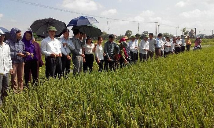 Đoàn khảo sát của Trung tâm Khuyến nông Hà Nội tham quan mô hình cánh đồng cấy một giống lúa gắn với tiêu thụ sản phẩm