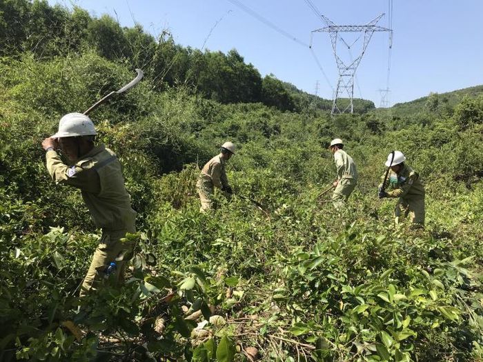 Thường xuyên phát dọn hành lang tuyến đường dây 500kV. Ảnh: Mai Phương/BNEWS/TTXVN 