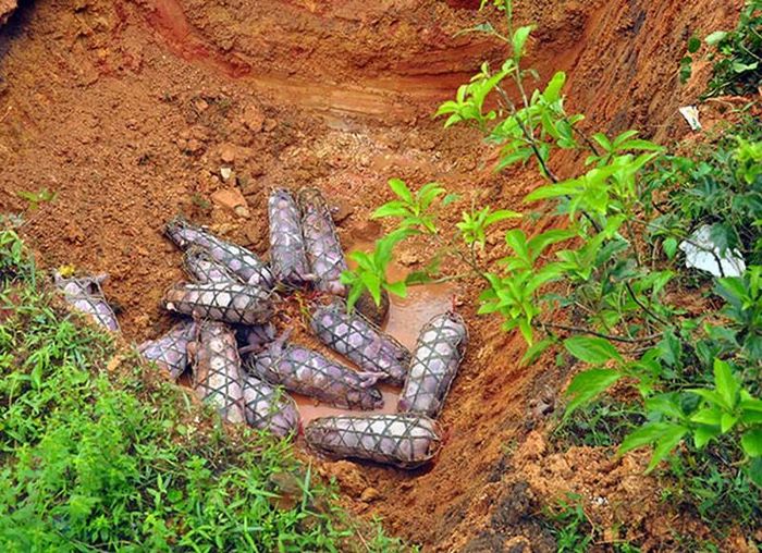 Số lợn giống nhập lậu bị bắt giữ tại xã Quảng Đức. 