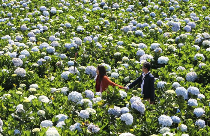 Khách tham quan vườn hoa của gia đình chị Phạm Thị Thúy Hồng ở xã Xuân Thọ, TP Đà Lạt.