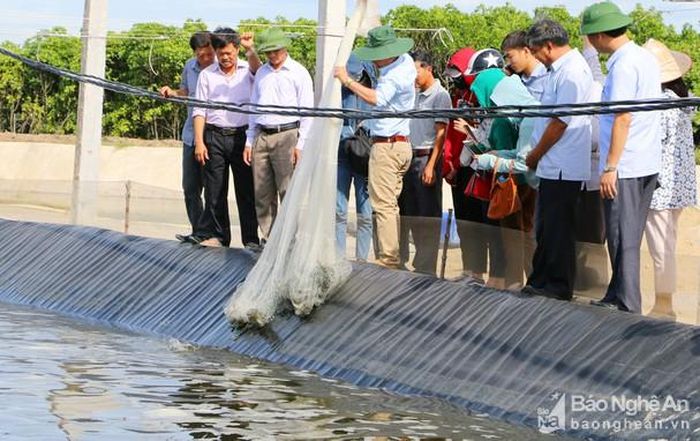 Thu hoạch kiểm tra sự phát triển của tôm he chân trắng tại mô hình ông Nguyễn Văn Khánh. Ảnh: Nguyễn Hải