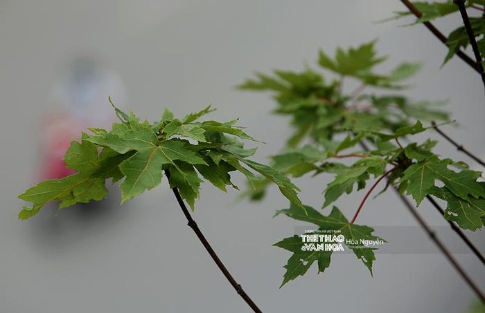 Ảnh gốc