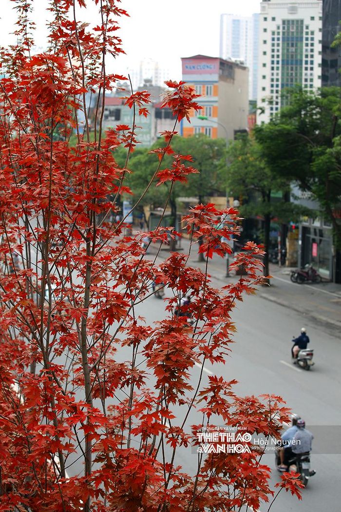 Màu sắc lá phong đã chỉnh sửa nhằm mô phỏng