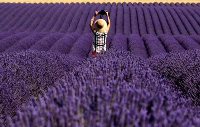 Một khách du lịch đến từ Trung Quốc thăm cánh đồng hoa oải hương tại vùng Valensole, Pháp. Ảnh: Reuters