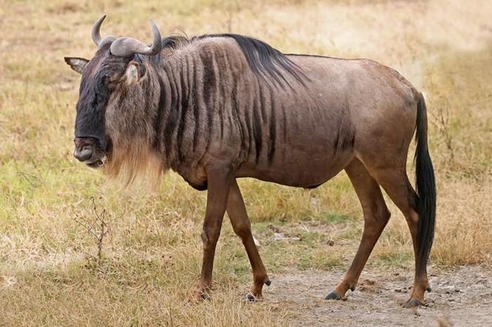 4. Linh dương đầu bò xanh. Tốc độ chạy tối đa: 80,5 km/giờ.