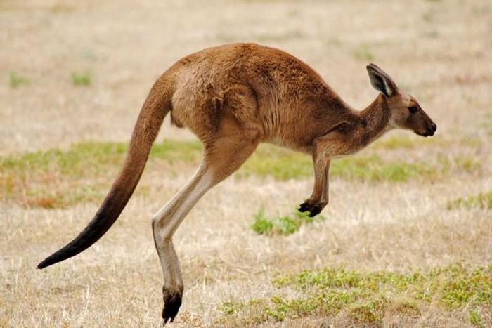 =7. Kangaroo. Tốc độ chạy tối đa: 71 km/giờ.