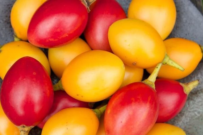 Nếu so sánh về mặt chất lượng khi ăn thì loại cà Tamarillo được chấm điểm 10 thì cà chua đỏ thường cũng đạt 7-8 điểm.