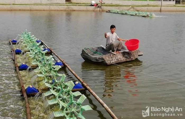 Anh Trần Văn An ở xóm Xuân Bắc, xã Diễn Vạn chăm sóc tôm vụ 2. Ảnh: Mai Giang