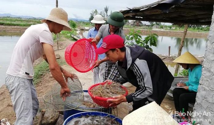 Gia đình anh Hoàng Văn Hương thu hoạch vụ tôm nuôi bằng nước mặn ngầm. Ảnh: Mai Giang