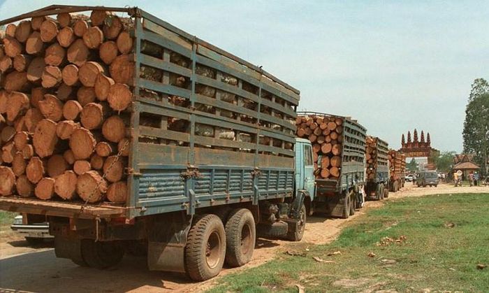 Nhiều doanh nghiệp chủ động trồng rừng nguyên liệu, giảm dần phụ thuộc vào gỗ nhập khẩu
