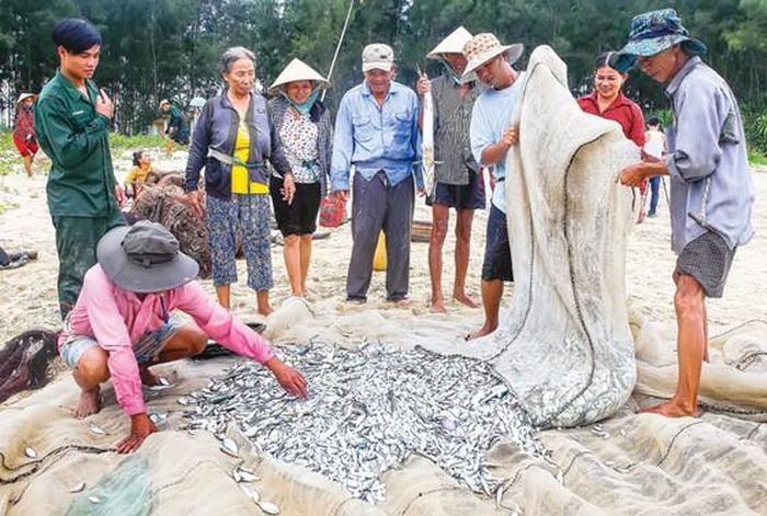 Cá tôm khi kéo lưới rồng thường tập trung đổ về phần túi (đậy) lưới. 