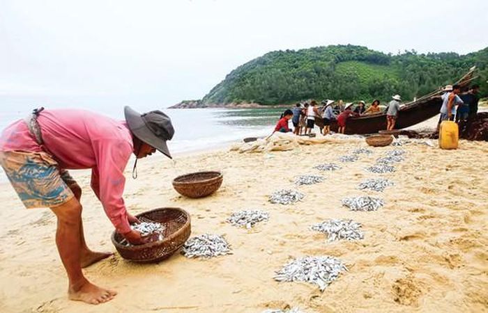Số cá tôm đánh bắt được chia đều cho các thành viên cùng kéo lưới. 
