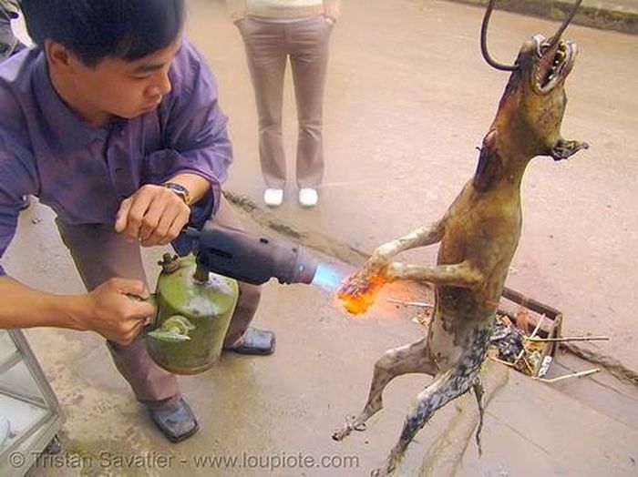 Chú chó được thui vàng ruộm đến từng kẽ chân.