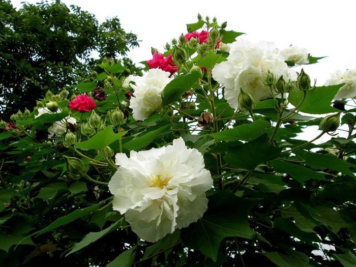 Hoa phù dung sở hữu ba màu trong cùng một ngày: sáng sớm trắng ngần tinh khiết, màu hồng phấn buổi ban trưa và đỏ thẫm lúc chiều tà. Hoa héo tàn vào cuối ngày. Ảnh ytimg.