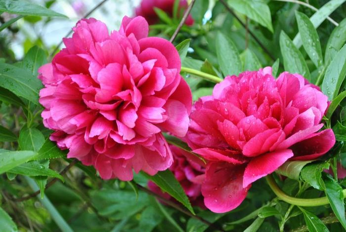 Trên thế giới, hoa phù dung được trồng phổ biến ở Trung Quốc, Ấn Độ, Philippin, Nhật Bản, Mỹ… Ảnh hoahongbietnoi.