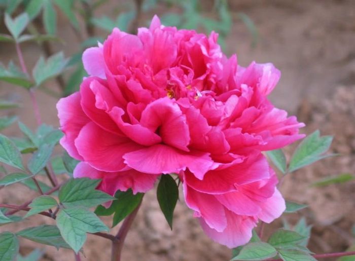 Lý do hoa phù dung có thể thay đổi màu sắc chỉ trong một ngày là do trong cánh hoa có chất anthoxyan bị oxi hóa dần khi tiếp xúc với không khí. Ảnh hoasaigon.