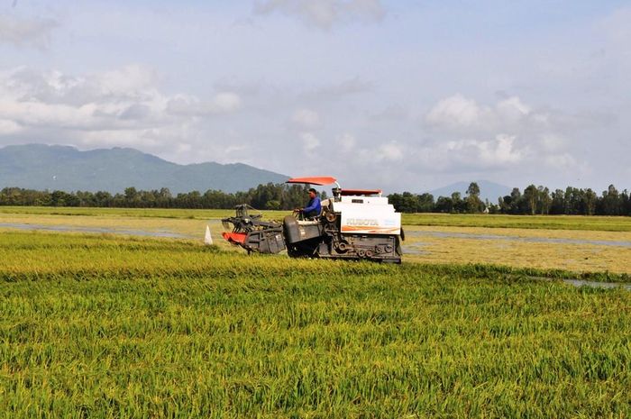 Nông dân An Giang nhanh chóng thu hoạch lúa thu đông vừa chín để chạy lũ 