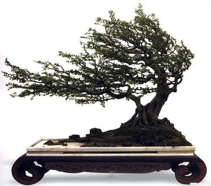 Bonsai kiểu bão lớn có các chi cành quặt gấp hẳn về một phía, các co đầu nằm sát chân cành. Ảnh: Agrimark.