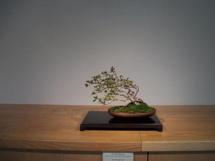 Bonsai thế bạt phong thể hiện ý nghĩa đấu tranh sinh tồn trong các trận bão lớn. Ảnh: Bonsai Asa.
