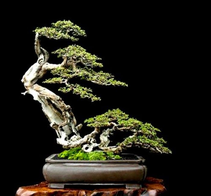 Dáng cây nghiêng về một bên giống như bị gió lùa. Ảnh: Caybonsaimini.