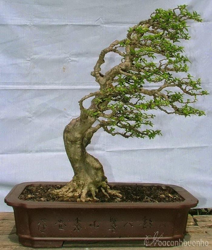 Theo các nghệ nhân, tất cả các dạng thân đều có thể tạo dáng phong cách gió lùa kể cả cây trực thẳng. Ảnh: Bonsai Asa.