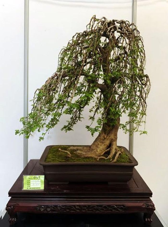 Bonsai kiểu gió nhẹ hiu hiu. Ảnh: Agrimark.