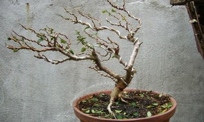 Sam núi thế gió lùa với bay bổng nhưng thưa thoáng, không rối mắt. Ảnh: Namminhbonsai.