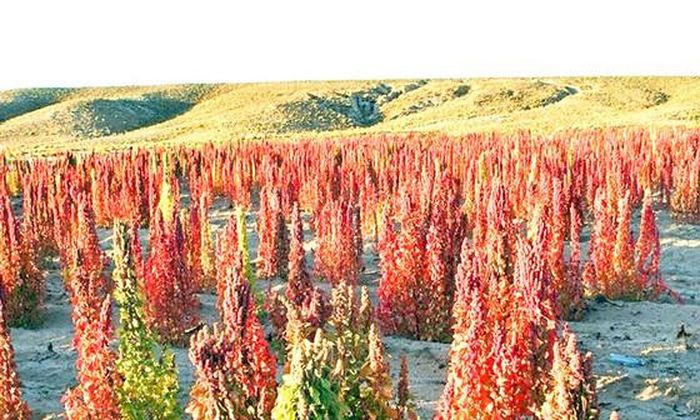 Cánh đồng hạt quinoa vùng cao nguyên Nam Mỹ. 