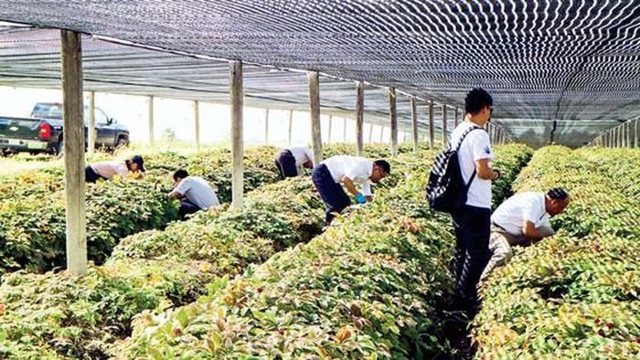 Kỳ công trong việc chăm sóc cây sâm. 