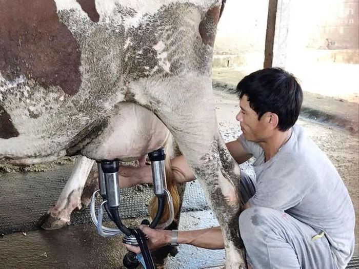 Các hộ giáo dân còn đầu tư mua máy vắt sữa, vừa tiết kiệm được thời gian, đảm bảo chất lượng nguồn sữa và giữ được mức giá cao. Ảnh: Minh Thái