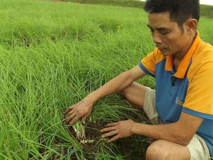  Thời vụ chính trồng cây ném là tháng 9, tháng 10. Tuy nhiên, nếu trồng cây ném để lấy rau thì có thể trồng nhiều vụ trong năm nếu chủ động được nước. Ảnh ydvn.