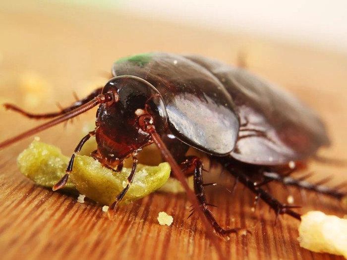 Gián cắn có thể gây ra vết sưng tấy (Ảnh minh họa)