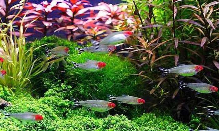 Cá sóc đầu đỏ còn có tên gọi khác là cá mũi đỏ, cá hồng thủ. Ảnh cacanhthaihoa.
