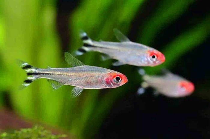 Cá sóc đầu đỏ là loài cá ăn tạp từ trùng chỉ, bo bo... đến thức ăn viên. Ảnh becamini.