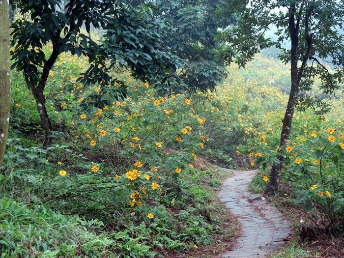 Từ cổng soát vé, đi qua những con đường dẫn vào trung tâm vườn, du khách được ngắm nhìn những dải hoa dã quỳ vàng rực ven đường. (Ảnh: Nguyễn Văn Cảnh/TTXVN)