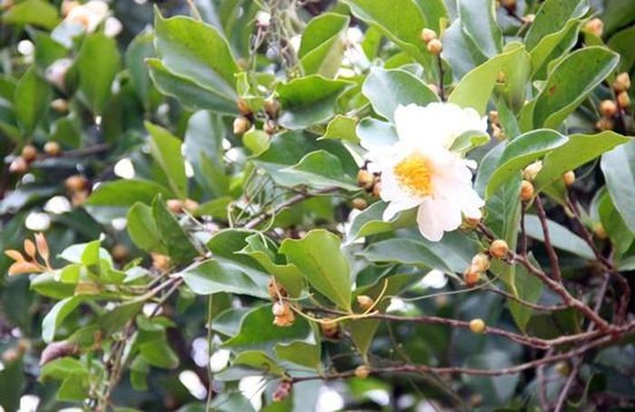Hoa sở có bông to, màu trắng tinh khôi điểm nhụy vàng, mùi thơm dịu. Hoa sở nở rực rỡ nhất vào mùa đông, khoảng tháng 12 hàng năm. Ảnh ydvn.