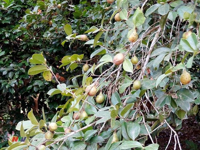 Các bộ phận khác của cây sở cũng có nhiều công dụng như rễ cây và vỏ dùng trị gãy xương chân, đau dạ dày... Ảnh truyenhinhnghean.